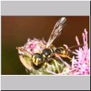 Cerceris arenaria - Sandknotenwespe m07a 11mm.jpg